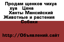 Продам щенков чихуа-хуа › Цена ­ 13 000 - Ханты-Мансийский Животные и растения » Собаки   